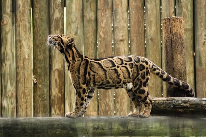 Clouded Leopard cat