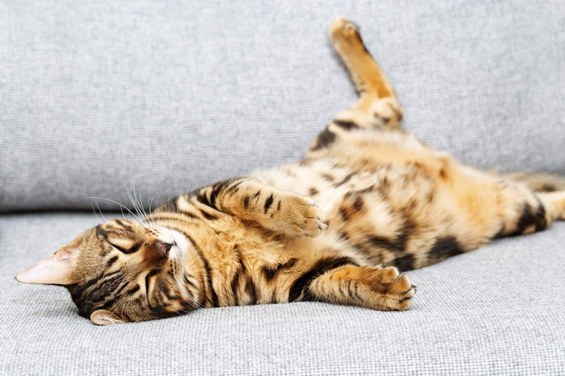 11 consejos para enseñarle a dormir a tu gato (según un conductista felino)
