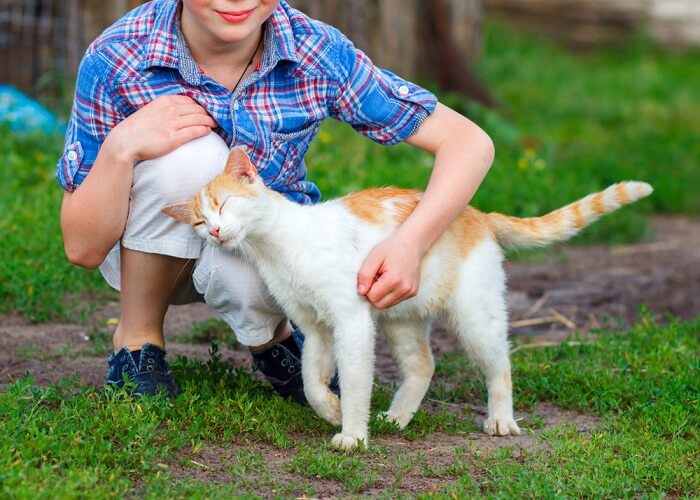 9 señales inequívocas de que tu gato te ama