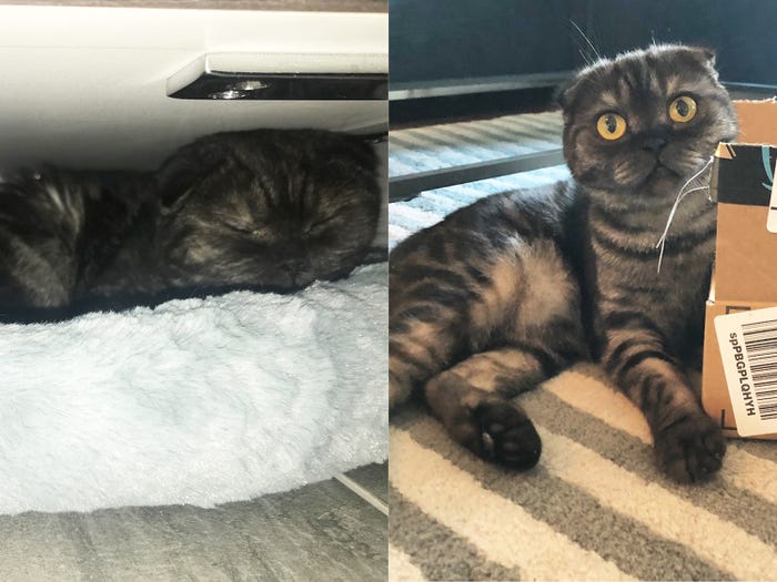 \#12 Lady had been tortured and was extremely scared of humans when she was first adopted. In her new home, she wouldn’t let anyone touch her and she hid under the bathroom sink for two weeks. But with time her parents earned her trust. Today, lady loves to cuddle and her confidence has grown.