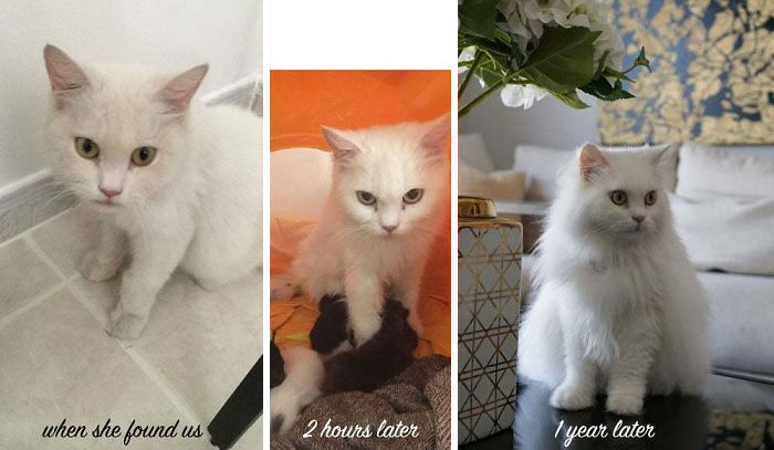 \#16 We didn’t even know she was pregnant when we found her. She was also homeless and in bad shape. Two hours after taking her home, she gave birth to five beautiful kitties. She is our champion and princess. You can help but admire her resilience!