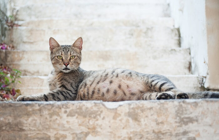 A pregnant cat, emphasizing the physical changes and significance of pregnancy in feline companions.