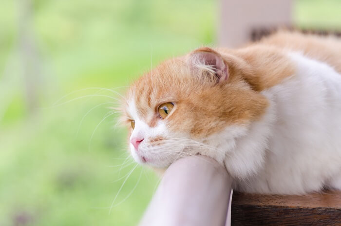 Image of a sad-looking cat.