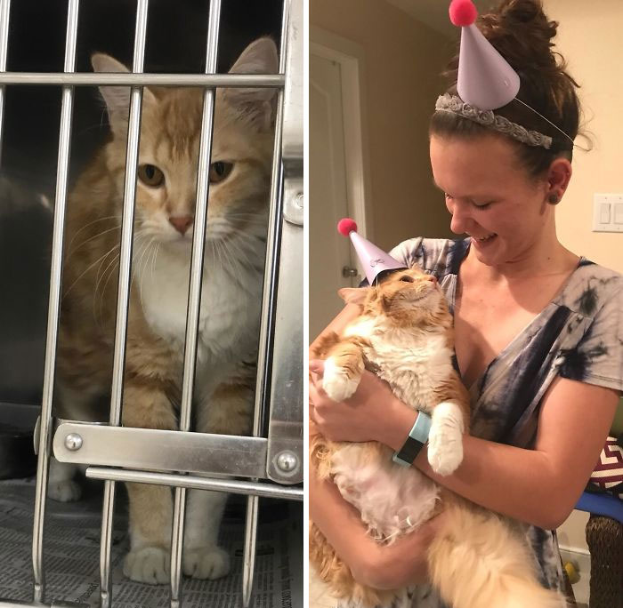 \#6 Sela is always ready for a party, but she wasn’t so happy a year ago. She was a lonely, flea-infested and underweight stray cat. But look what one year of pure loving can do. Today was her adoption anniversary and we had to celebrate!