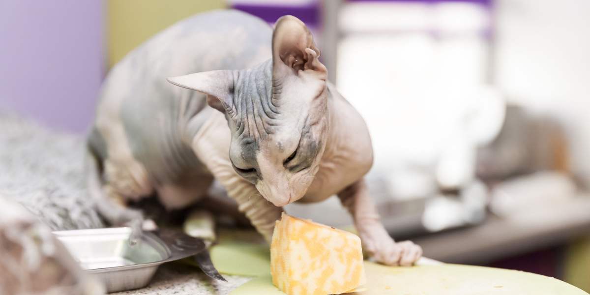 Image of a Sphynx cat eating cheese, highlighting a moment of feline curiosity and interaction with human food
