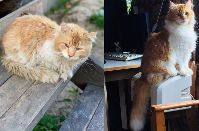 #2 My kitty was a wild cat before I found her. On the day I took her in, she was very sick and had a high fever. Her teeth were also broken and she didn’t want anyone near her. You can now see how it’s now going in the second picture. From forlorn to fabulous!