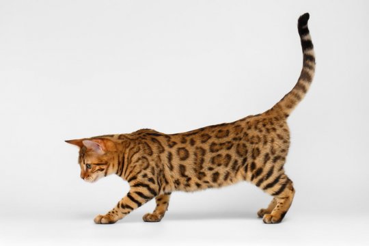 The Ultimate Guide to Cat Tail Language and Its Meanings