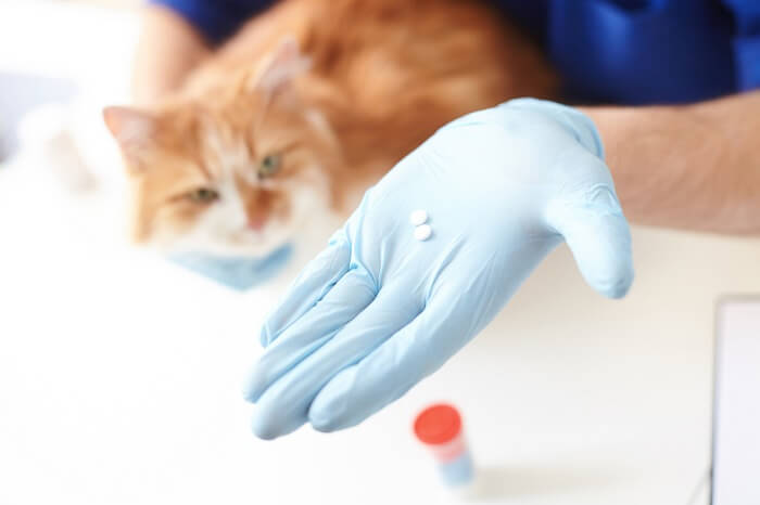 Cat receiving Budesonide medication from a veterinarian.