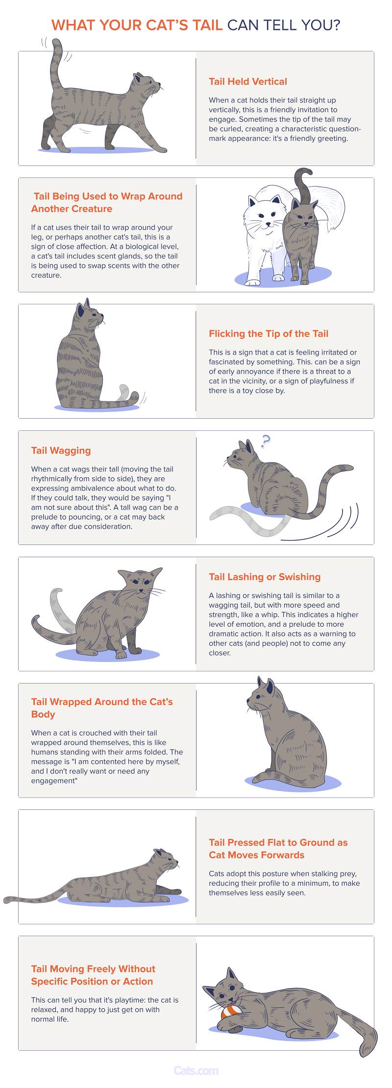 Cat Tail Language