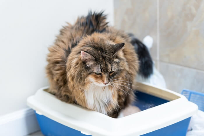 cat sitting in a litterbox