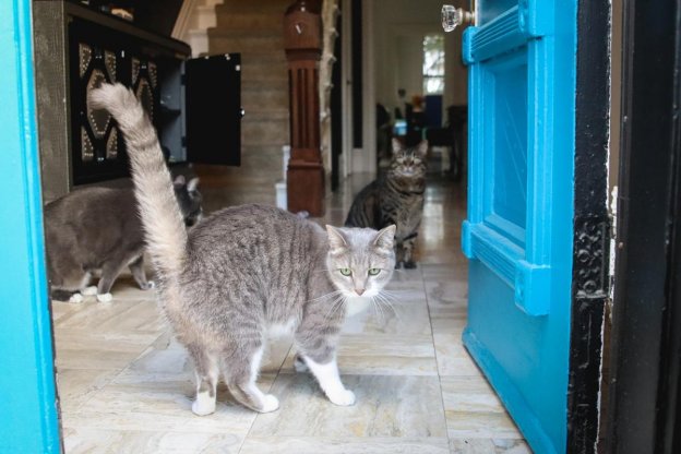 why does my female cats tail vibrate Why Do Cats' Tails Puff Up? Causes and What to Do · Kinship main image 0