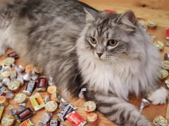 Siberian Cats With Halloween Candy-2-compressed