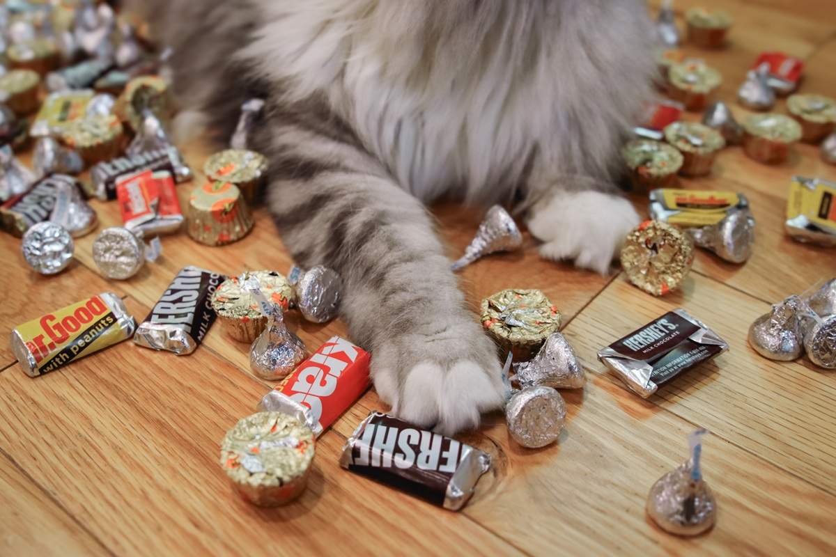 Siberian Cats With Halloween Candy