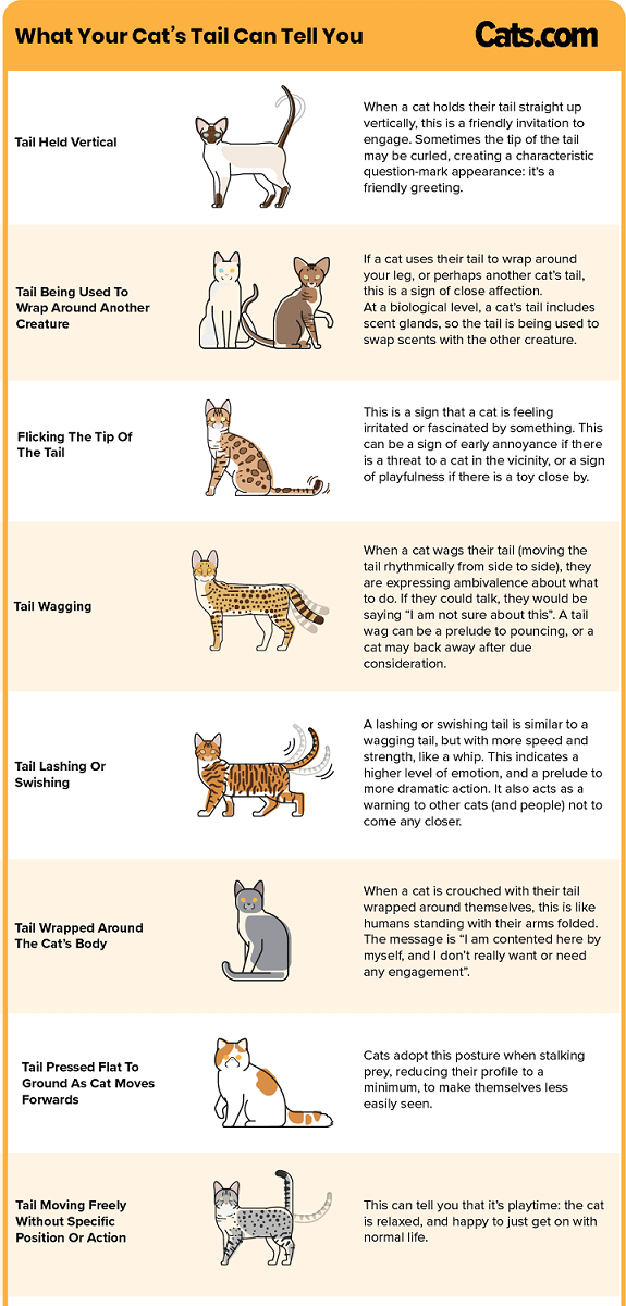 What Your Cat’s Tail Can Tell You 