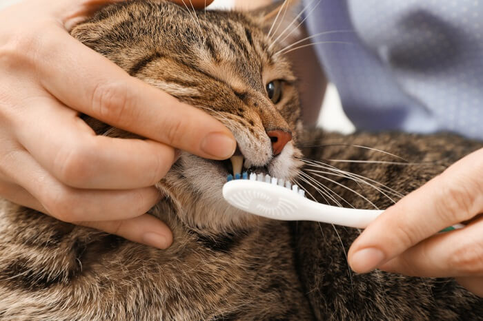 Person opening a cat's mouth to brush with a toothbrush
