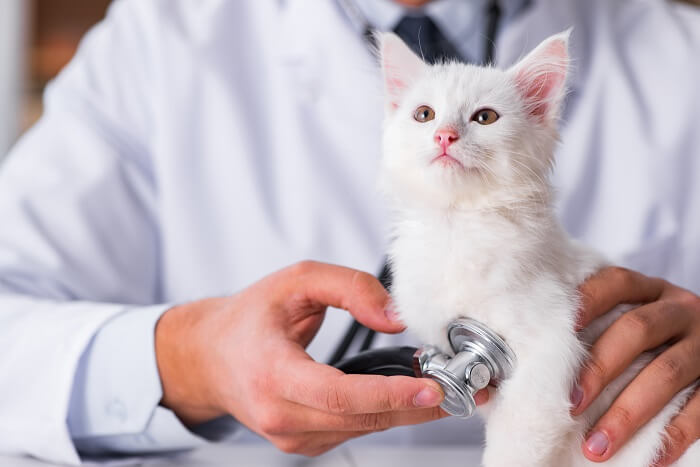 Cat being examined by a veterinarian during a check-up