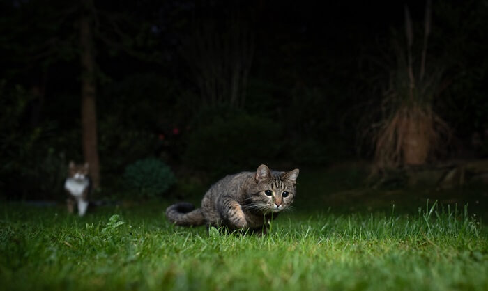cat pouncing in the grass