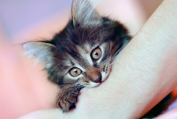 kitten biting a person's arm