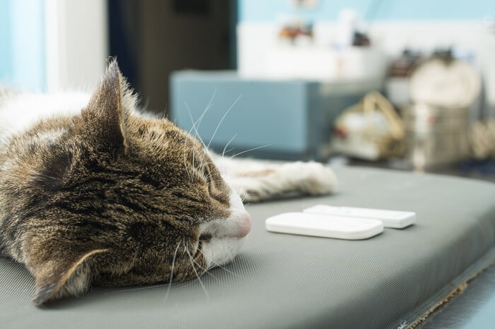 Cat undergoing a blood test.