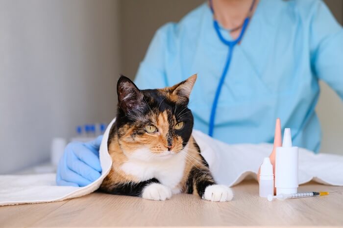 cat checkup with vet