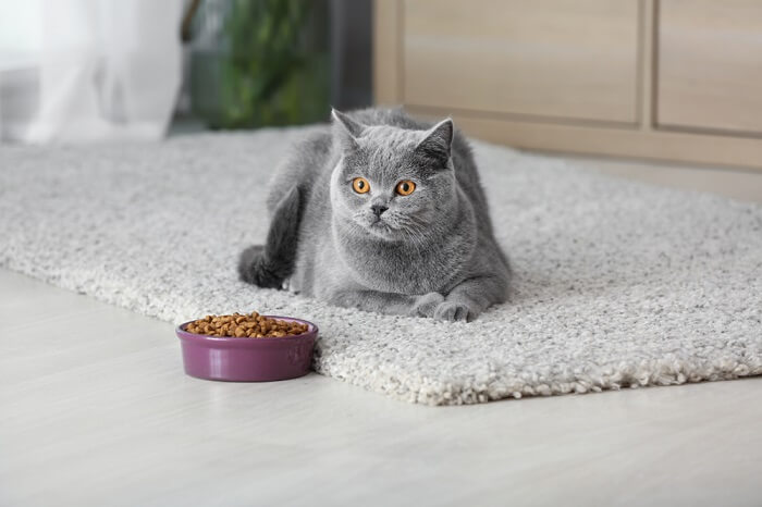grey cat laying in front of a filled food bowl