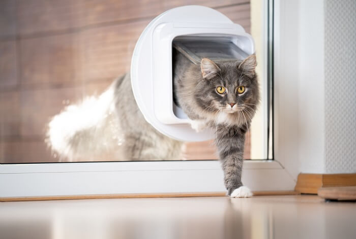 Cat using a cat door