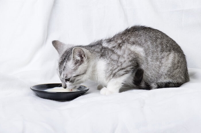 An illustrative image showcasing a cat with a bowl of milk.
