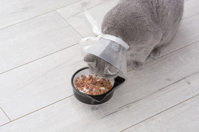 cat wearing an Elizabethan collar eating food