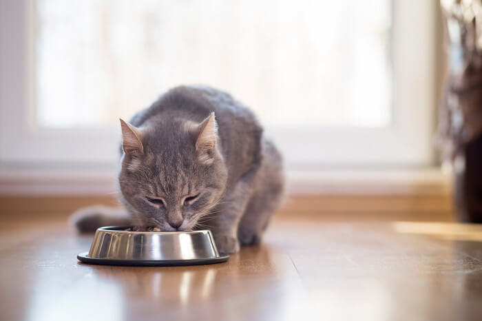 cat eating food from a metal cat food bowl
