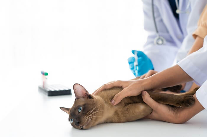 cat being checked by its veterinarian