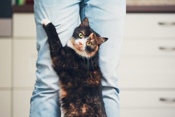 eskortere Kamp medier Cat Back Legs Collapsing: Causes, Symptoms, & Treatment - Cats.com