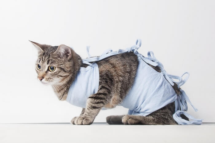 cat in surgical gown