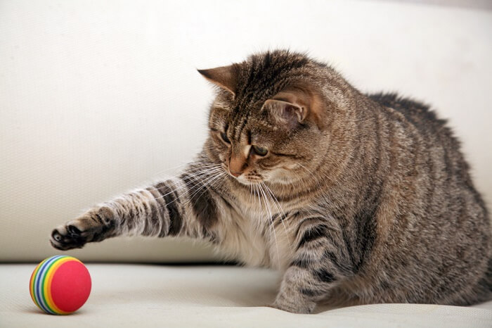 Image capturing a cat in the midst of play, displaying agility and enthusiasm in a moment of active engagement.