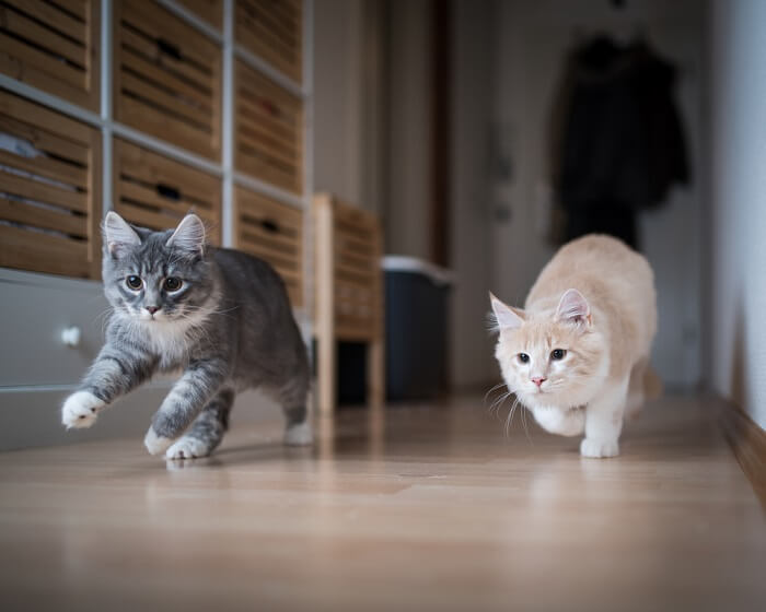 Two cats running through a hallway