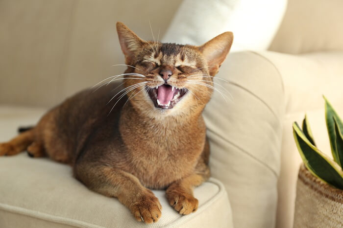 cats with human teeth