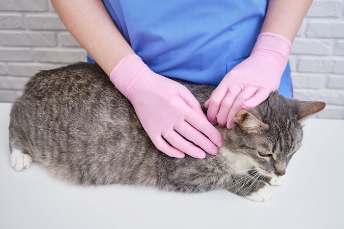 An image illustrating the process of applying tick medicine to a cat