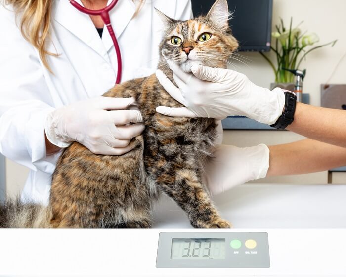 Cat being weighed on a digital scale at the veterinary clinic
