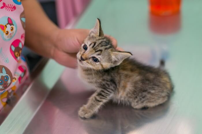 kitten at the veterinary table