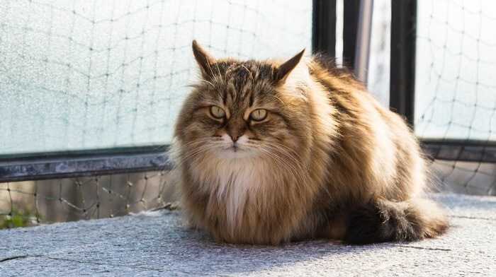 Gato siberiano esponjoso que muestra el lujoso pelaje icónico de la raza