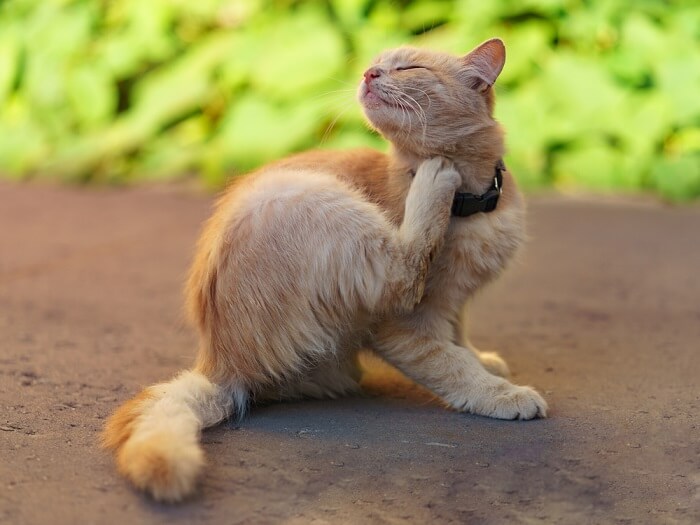 itchy cat