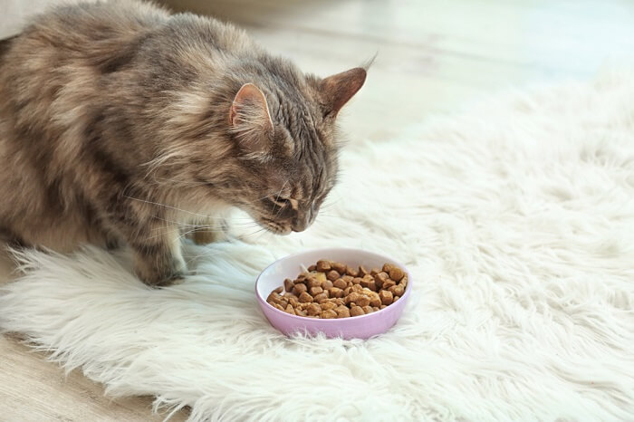 Maine Coon is eating Featured image