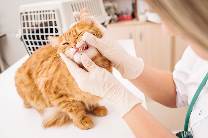 Cat getting their teeth inspected