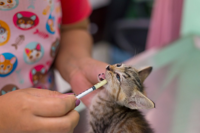 kitten receiving a deworming treatment