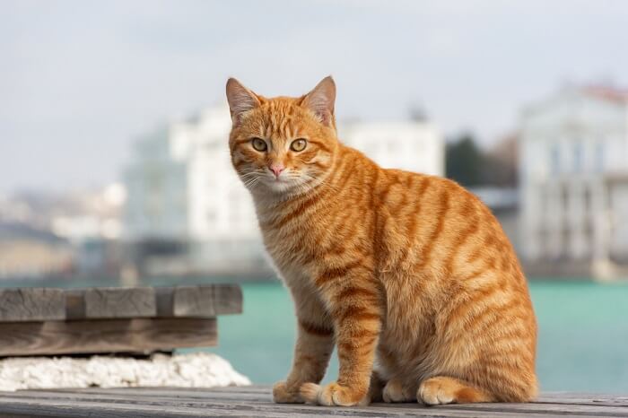 Big store orange cat