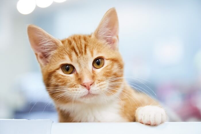 Orange tabby store with orange eyes