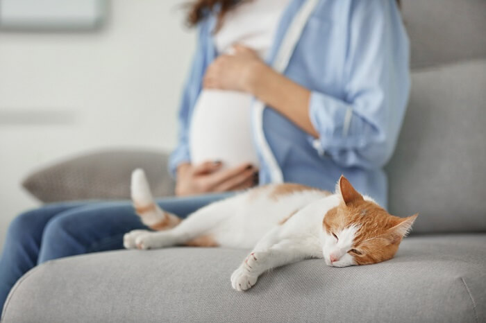 Mujer embarazada con gato naranja y blanco en un sofá gris.