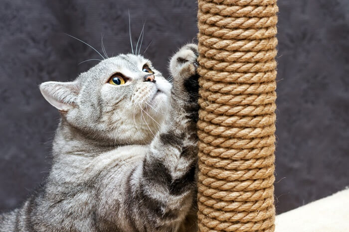 Cat scratching a post designed for feline enrichment