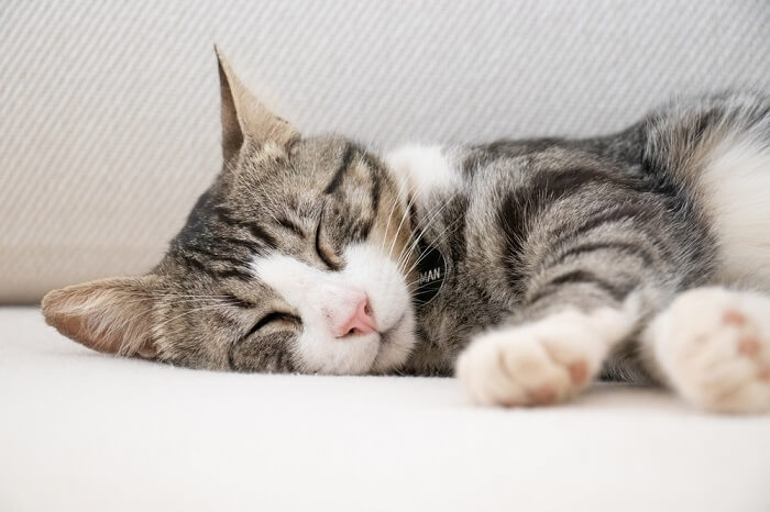 Una imagen adorable que captura un momento sereno de gatos durmiendo.