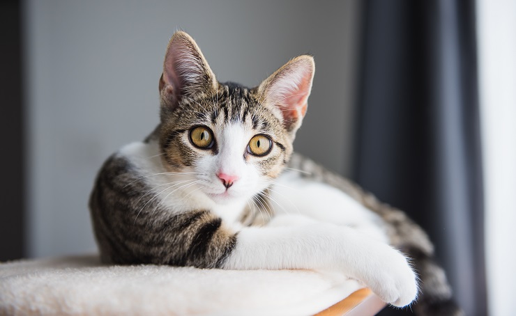 Brown and white tabby cat looking at camera