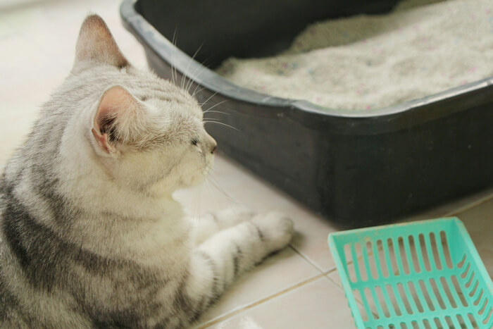 An image showcasing a contented cat positioned near a litter box. The cat's calm demeanor and proximity to the litter box emphasize its familiarity with proper elimination habits and the importance of a comfortable and accessible space for this behavior.